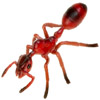 the ant | la fourmi