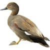 duck | canard