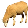 sheep | mouton