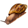 the snail | l' [m.] escargot
